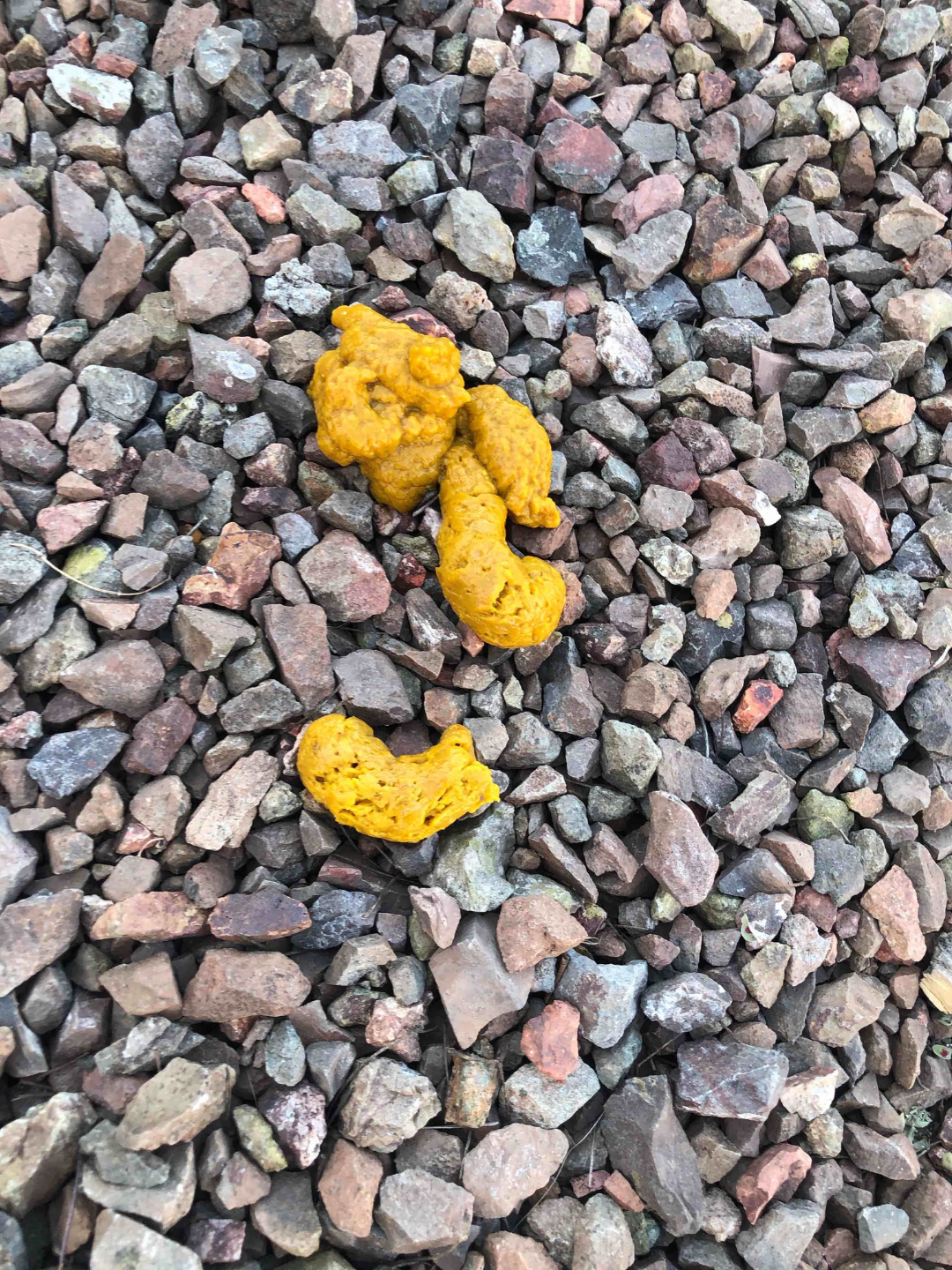 Yellow dog stool color change, suggesting liver, gallbladder, or fast transit issue